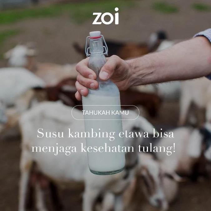 

Sale [14 Sachet] Zoi Golden Milk Susu Herbal Susu Sehat Susu Kambing, Jahe Dan Kunyit - Susu Kambing Etawa