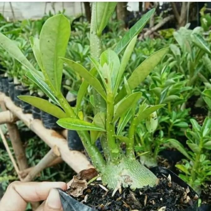 [Good] KAMBOJA JEPANG BONGGOL BESAR ADENIUM