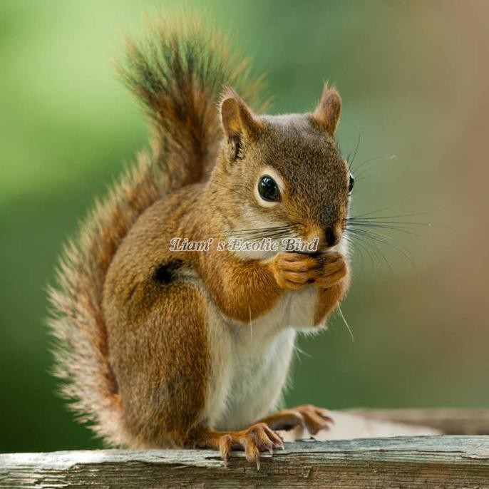 tupai terbang untuk obat dan peliharaan