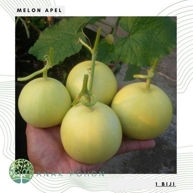 fresh  Benih Bibit Biji - Melon Apel Silver Light F1 Hybrid (Oriental Sweet) murah