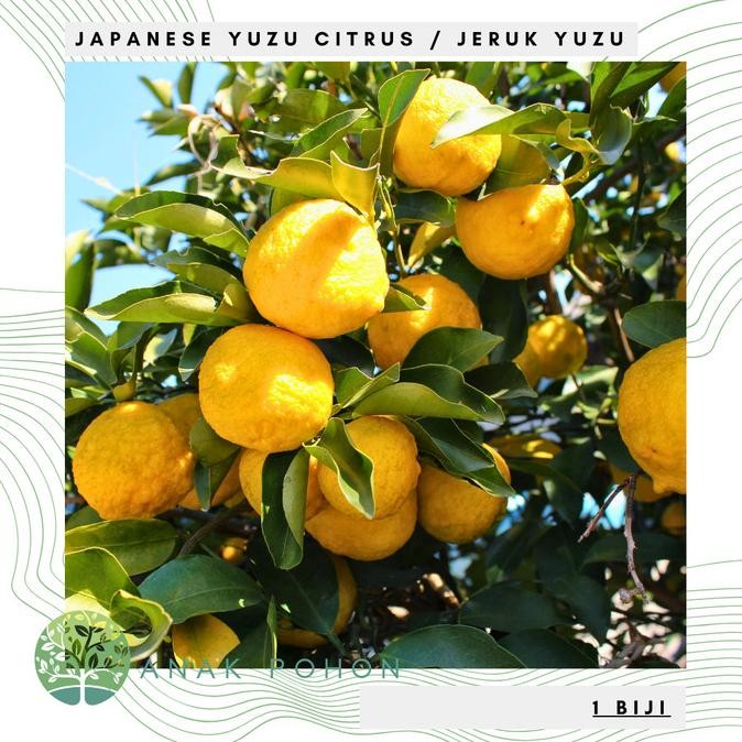 

fresh !!! Benih Bibit Biji - Buah Jeruk Japanese Yuzu Citrus (Citrus ichangensis x Citrus reticulata var. austera) Fruit Seeds - IMPORT