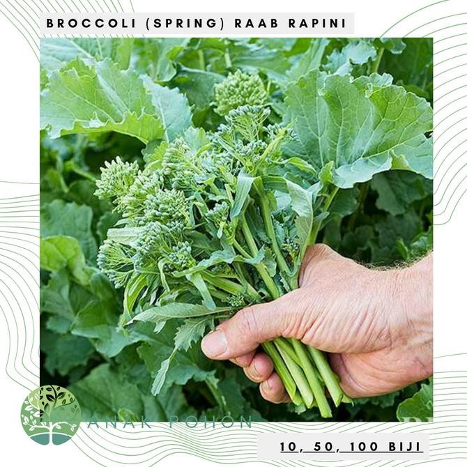 

fresh !!! Benih Bibit Biji - Broccoli (Spring) Raab Rapini Brokoli Mini Seeds
