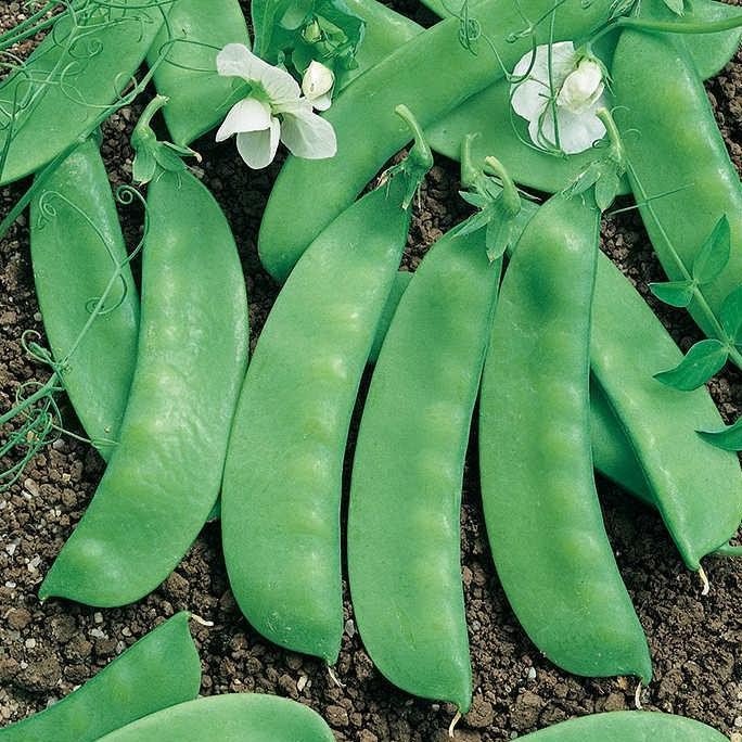 

fresh !!! Benih / Bibit / Biji - Kacang Kapri (Taichung) / Polong Pipih / Pea