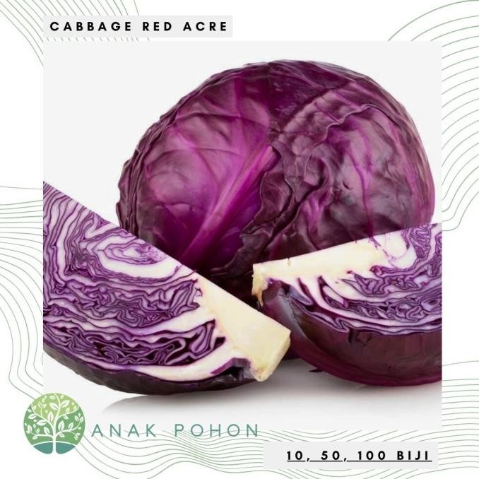 

fresh !!! Benih / Bibit / Biji - Cabbage Red Acre / Kol Kubis Merah - IMPORT