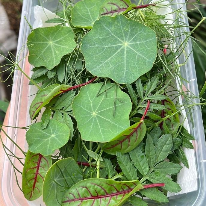 

Produk Baru!! Mix edible leaves | Nasturtium| Red sorel | marigkld leaves| Dill