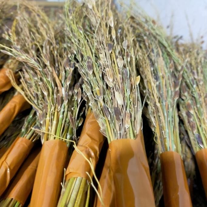 

jerami merang ketan hitam asli nUg