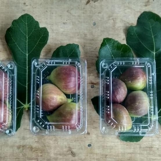 

Buah Tin Segar nUg