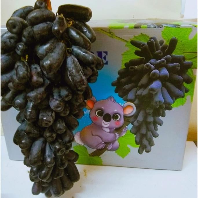 

Buah Anggur Hitam Moondrop Sweet Saphire AUS | Anggur Jari nUg