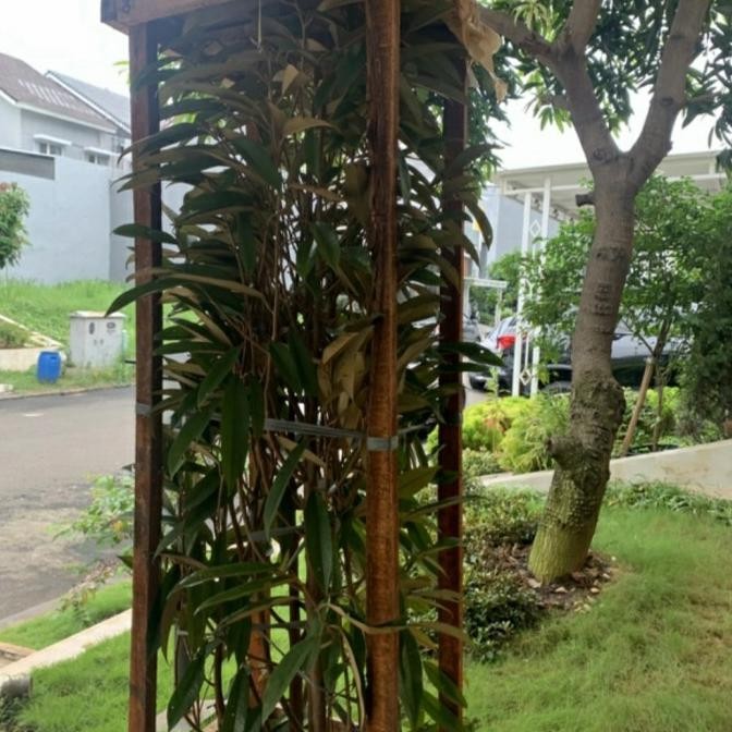 Bibit Tanaman Pohon Durian Bawor 2 Meter-Pohon Durian Batang Besar