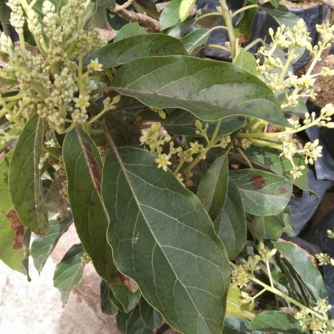 Bibit  tanaman buah alpukat miki sudah berbunga