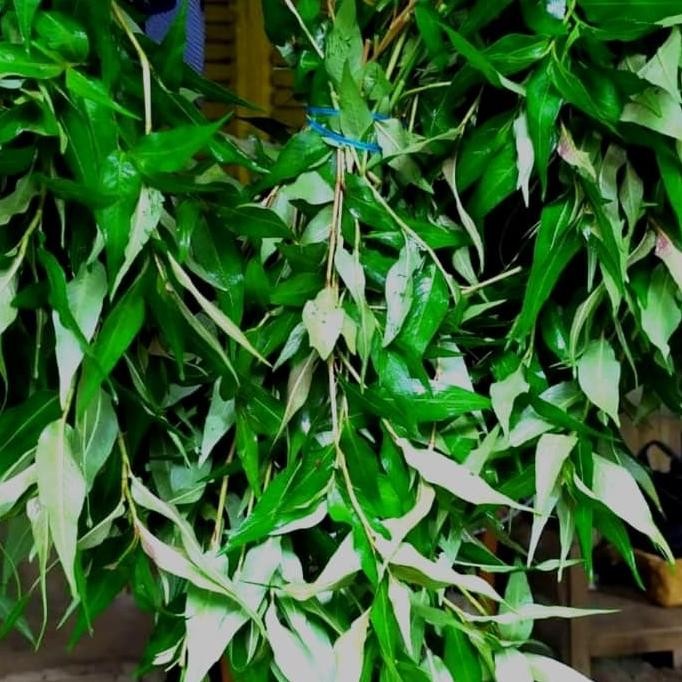 

daun kesum segar organik/daun laksa fresh nUg