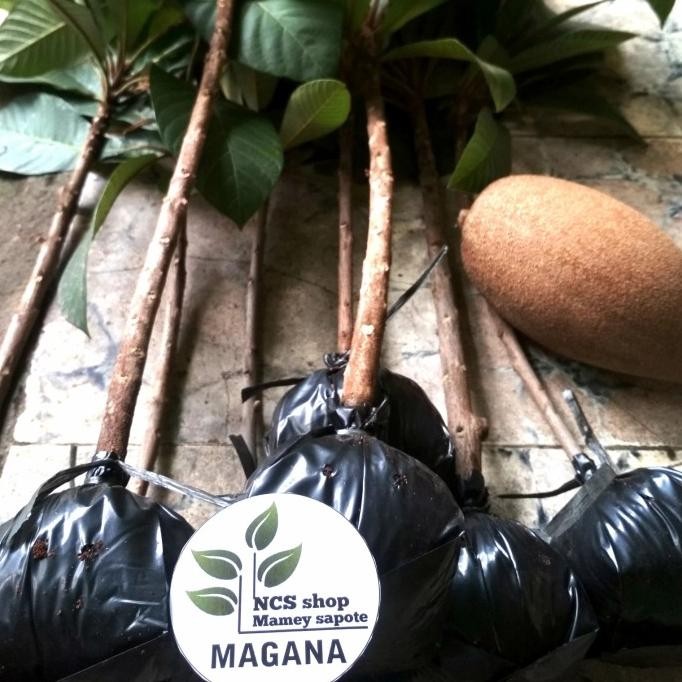 mamey sapote magana/sawo jumbo/bibit tanaman mamey