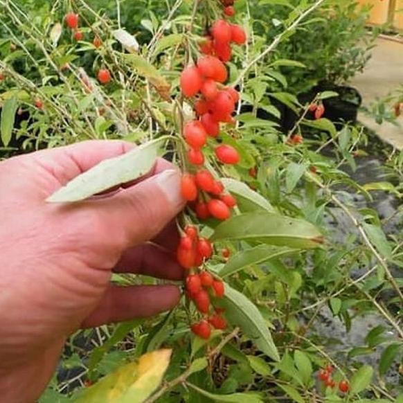 Bibit tanaman buah goji berry super