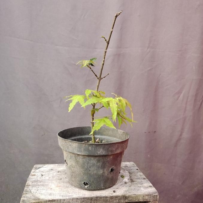 Bibit bonsai maple hijau / Acer palmatum / tanaman maple