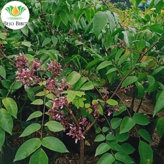 Bibit Belimbing Bangkok Madu Sudah Berbunga | Pohon Tanaman Buah