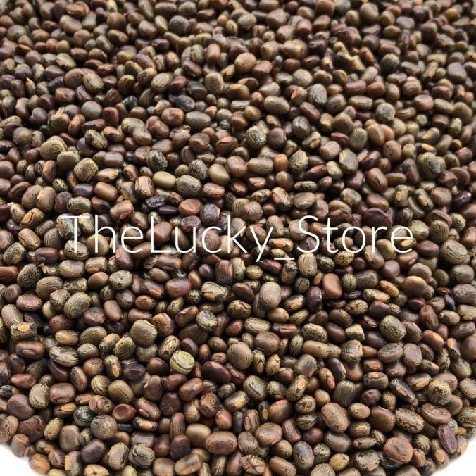 Benih Bibit Tanaman / Biji Kacang CP Centrosema Pubescens 25kg