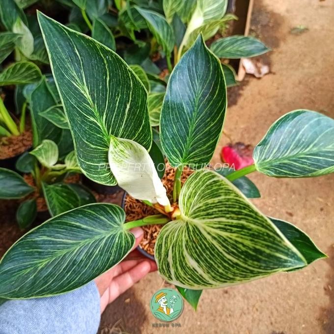 Tanaman Hias Philodendron Birkin Bibit Tanaman Philo Birkin