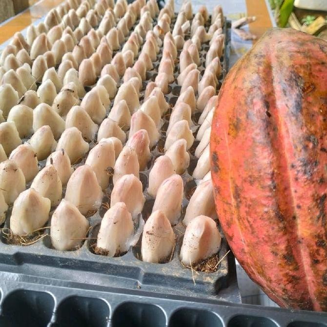 [[ RASTASTR / BIBIT BIJI KAKAO MCC 02 CACAO MCC 02 COKLAT MCC 02 UNGGUL BERKUALITAS KLON 45 SULAWESI