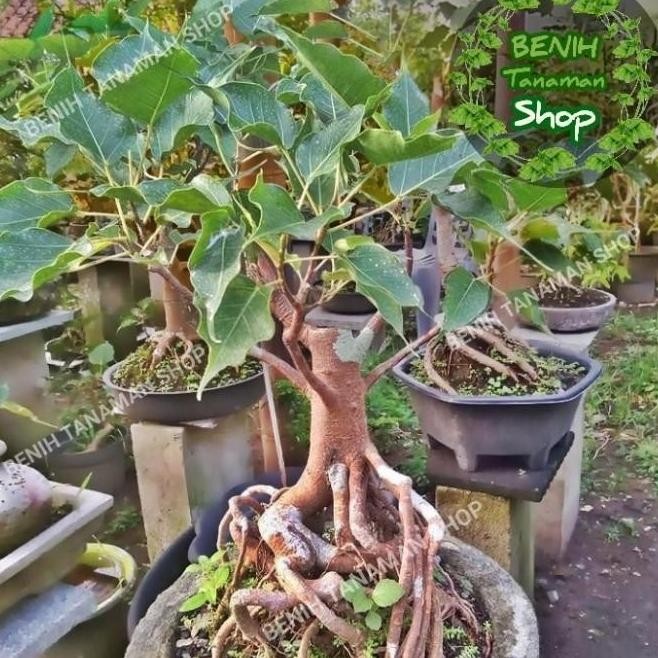 Bibit pohon bodhi / tanaman hias bahan bonsai bodhi vicus religiosa