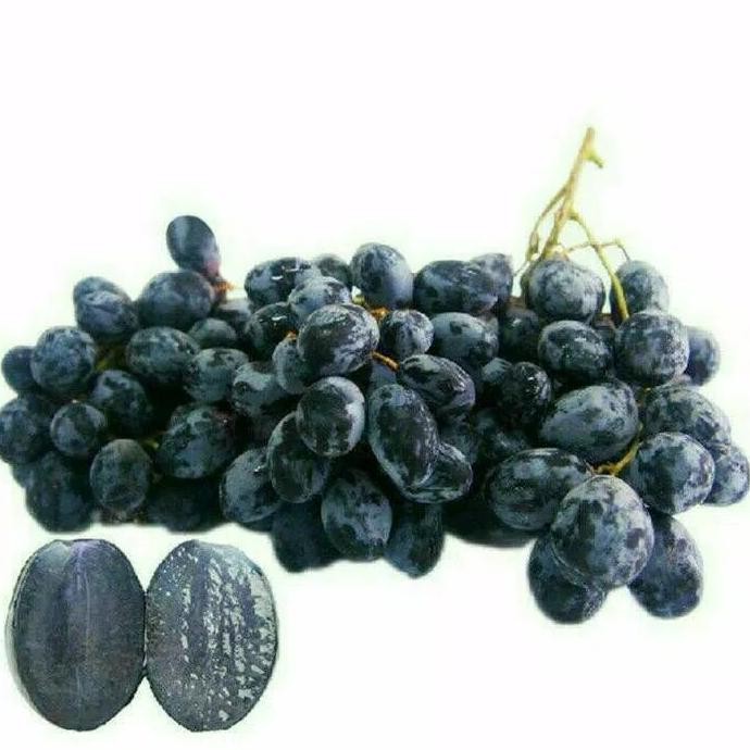 

Bibit tanaman buah anggur autum royal black