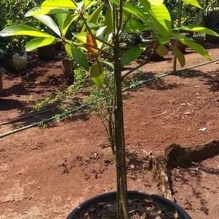 bibit tanaman meme sapote magana cangkok 1 meter lebih