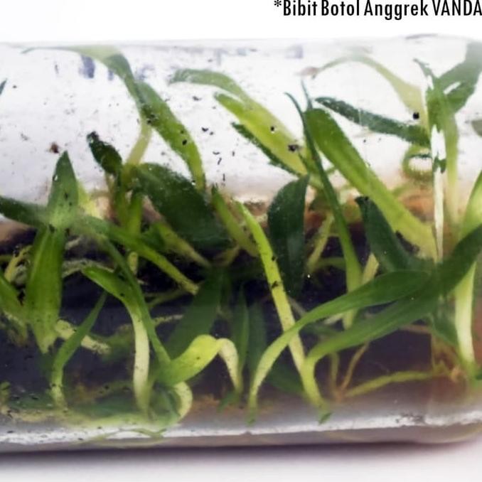 Seedling Botol Bibit Tanaman Hias Anggrek Vanda Seedling Botol Vanda