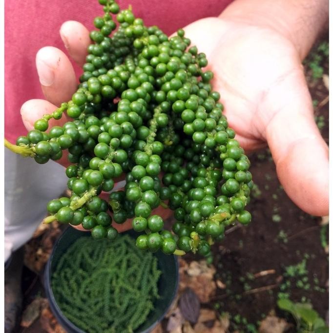 

Murah (T)Op Freshmax - Green Peppercorns In Brine Good