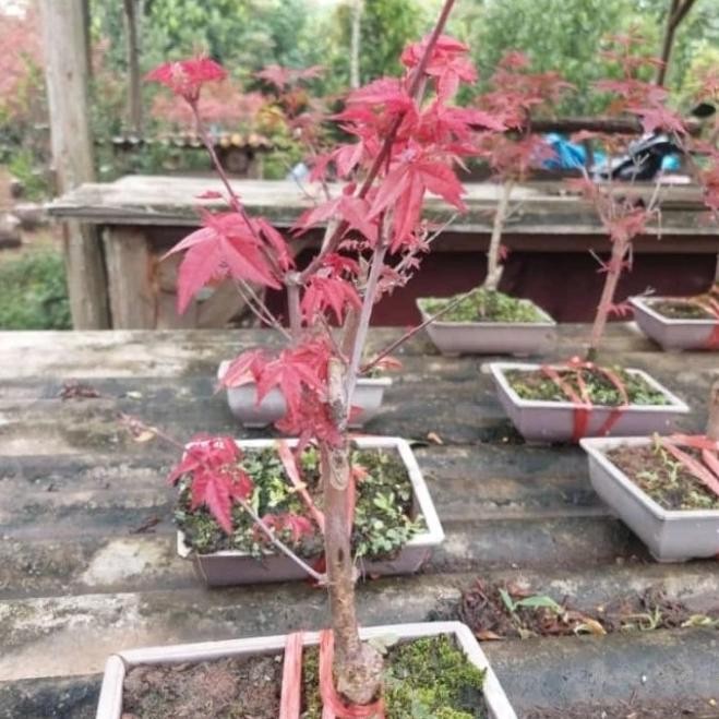 tanaman red maple japanese - bibit bonsai red maple japanese TERMURAH 
