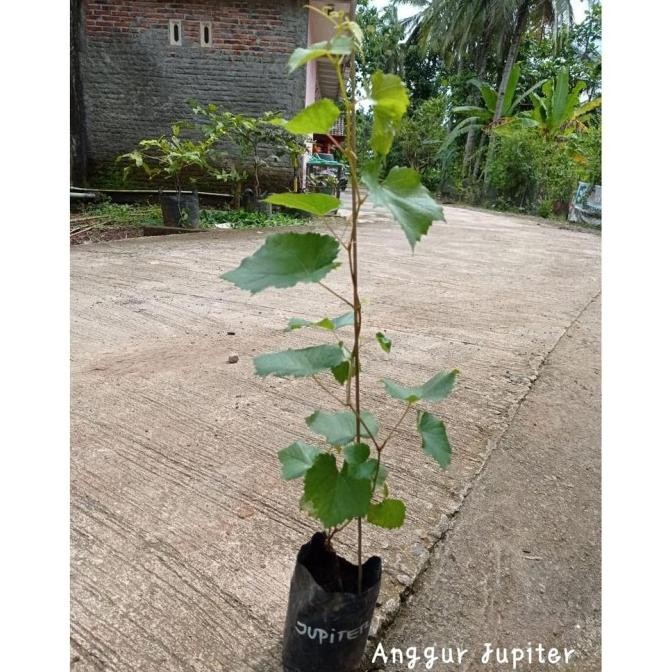 Bibit Tanaman Anggur Jupiter - Anggur Unggulan Tanpa Biji - Harga