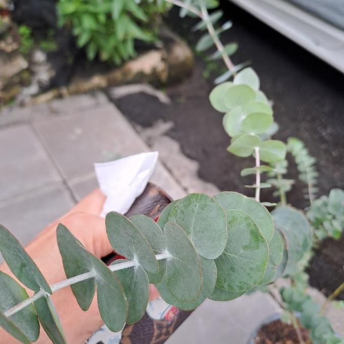 bibit tanaman silver dollar dataran rendah eucaliptus mimosa sudah di pot