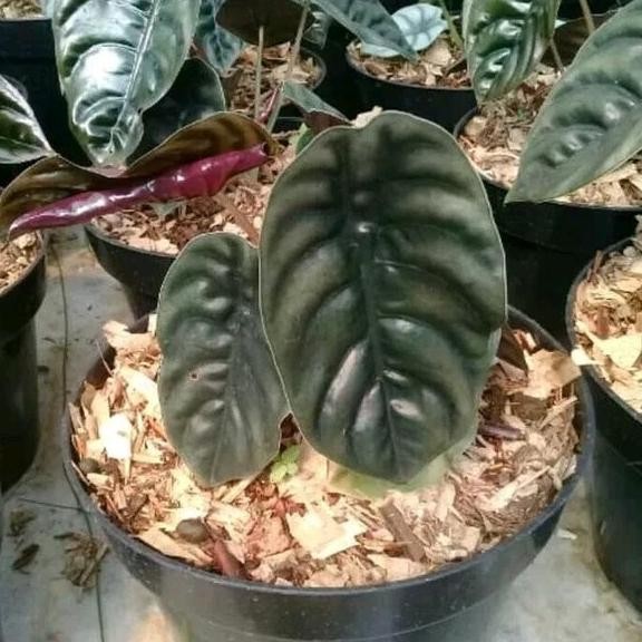 TM" BIBIT TANAMAN HIAS KELADI TENGKORAK-ALOCASIA CUPREA-DAUN KUPING GAJAH HITAM-KELADI UNIK