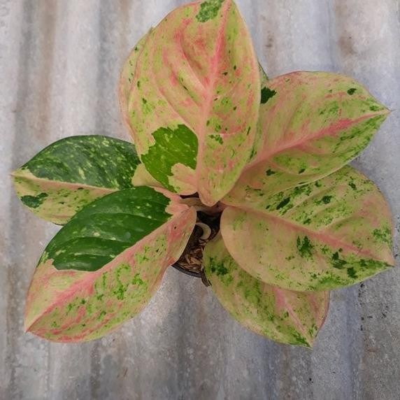 tanaman hias bubga aglonema emerald - bibit bunga aglonema emerald