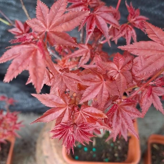 bibit pohon maple Jepang asli - tanaman maple Jepang