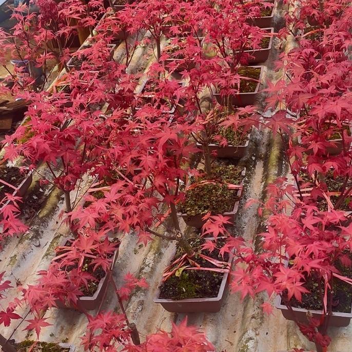 PROMO TANAMAN BONSAI Red Maple - Bibit Tanaman Japanese Red Maple