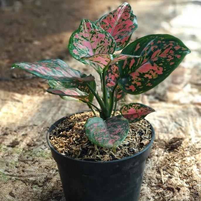 _ tanaman Aglonema Dut anjamani- bibit aglaonema dut anjamani