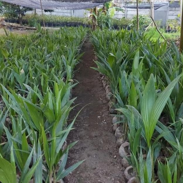 Bibit Kelapa/ Pandan Wangi Thailand Asli 100%