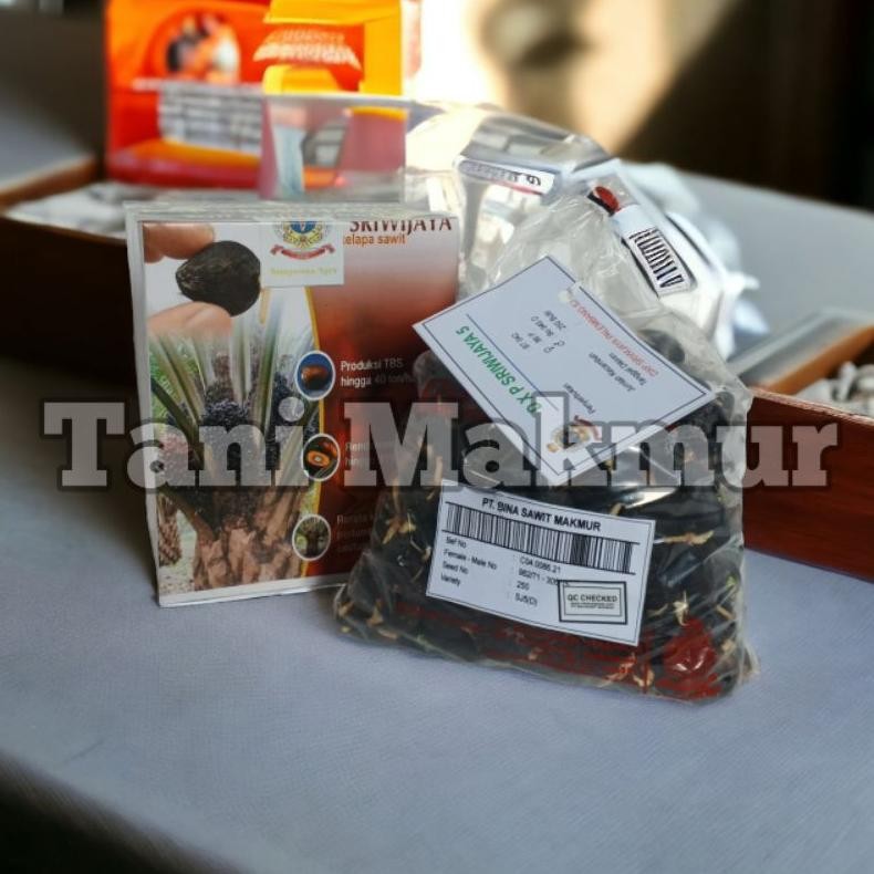 Bibit Sawit Unggul Sriwijaya 5 bersertifikat