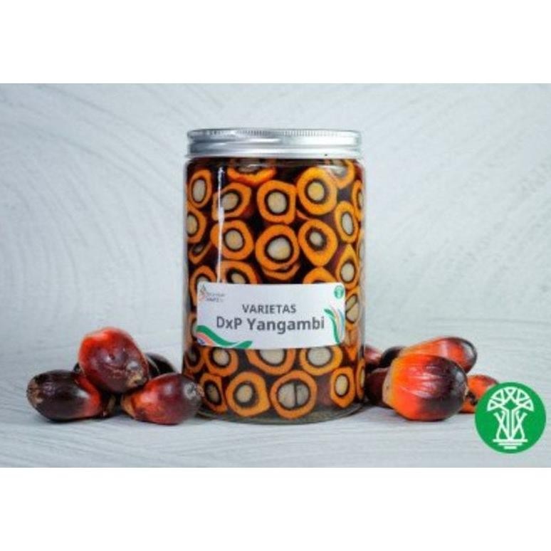 BIBIT KECAMBAH SAWIT BIJIAN VARIASI PPKS MEDAN UNGGUL ORIGINAL