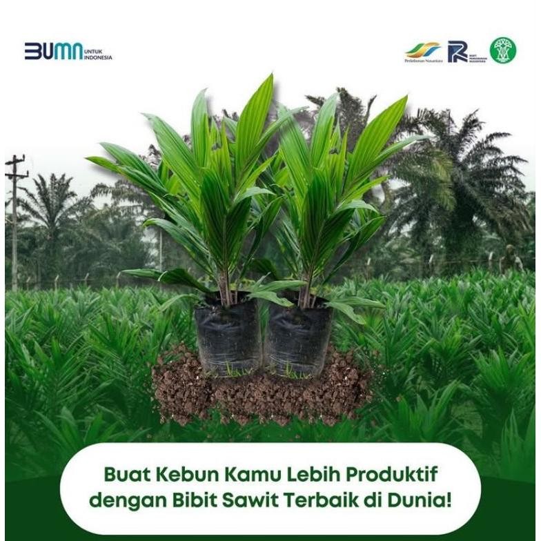 BIBIT BENIH KECAMBAH SAWIT 239 MEDAN