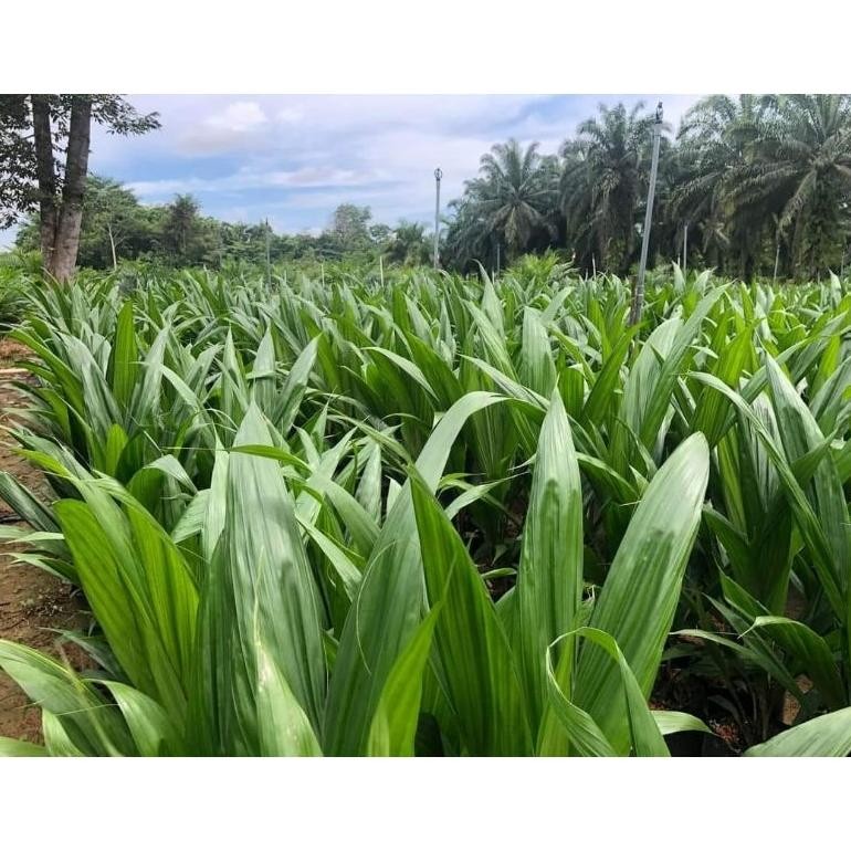 kecambah sawit ppks unggul