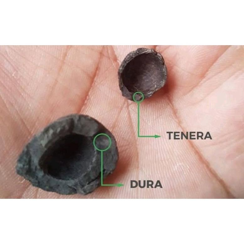 Bibit / biji sawit jenis dura