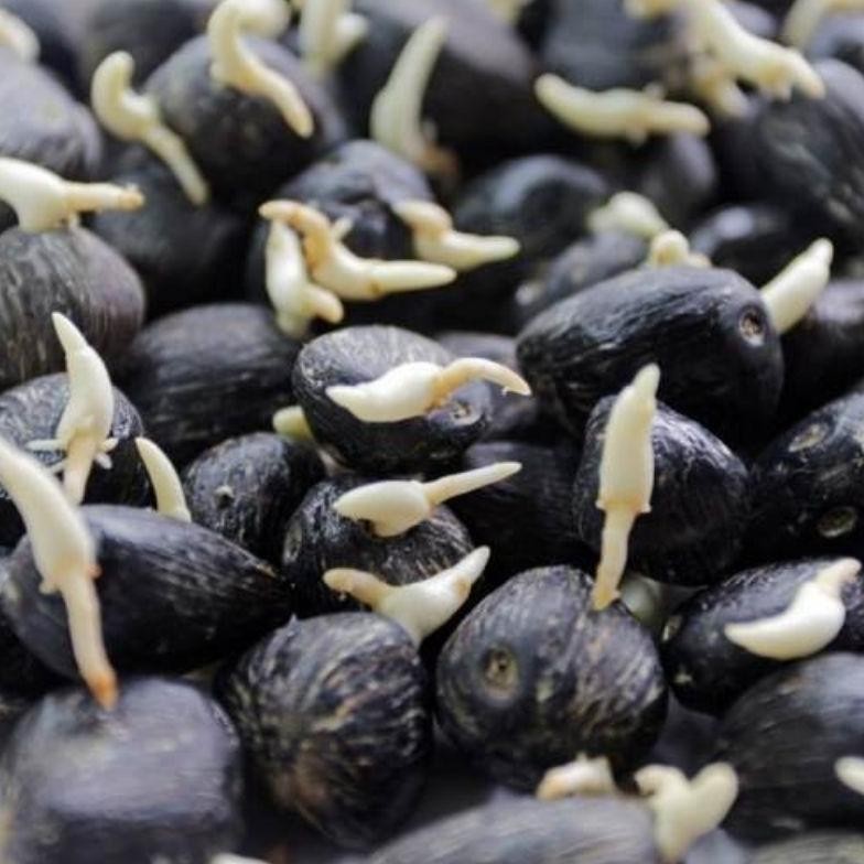 BIBIT/KECAMBAH SAWIT VERDANT KUALITAS ORIGINAL