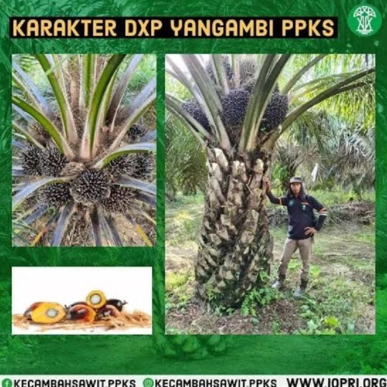 Benih bibit polong sawit PPKS YANGAMBI ORIGINAL SERTIFIKAT