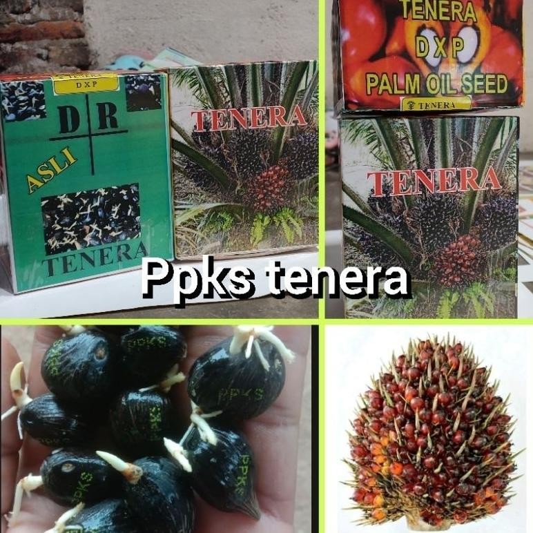 

polong_sawit_TENERA
