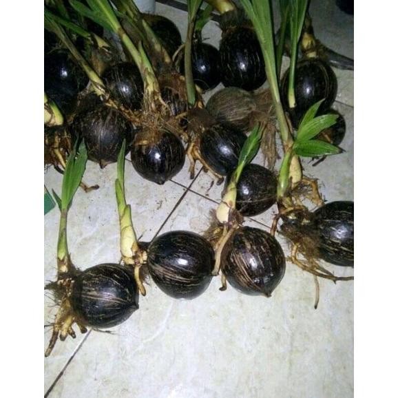 Bonsai kelapa termurah bahan bonsai kelapa