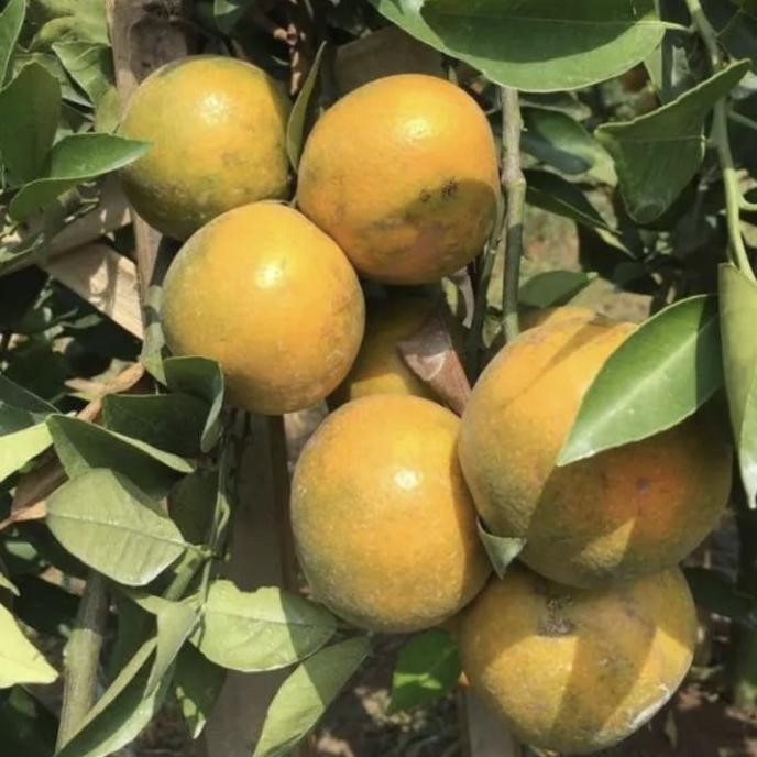 Tanaman buah SIAM MADU / jeruk pontianak // sudah BERBUAH BARANG SUPER