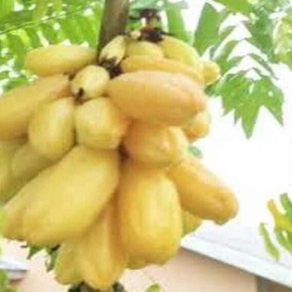 Tanaman Buah Belimbing Wuluh Kuning Kaya Manfaat BARANG SUPER