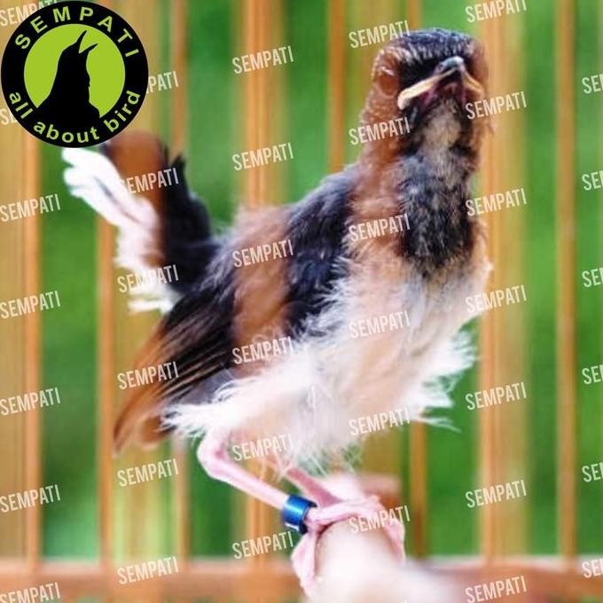 ready Sempati Moulting Ams 3 Step Moulting Food 3 Rd Step American Selection Pakan Voer Pur Burung M