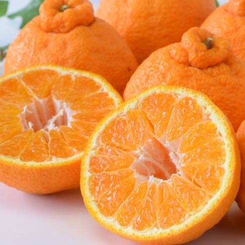 

Murah Jeruk Dekopon Seedless / Papagan / Chun Jian / Sumo Gift Box Spesial Imlek