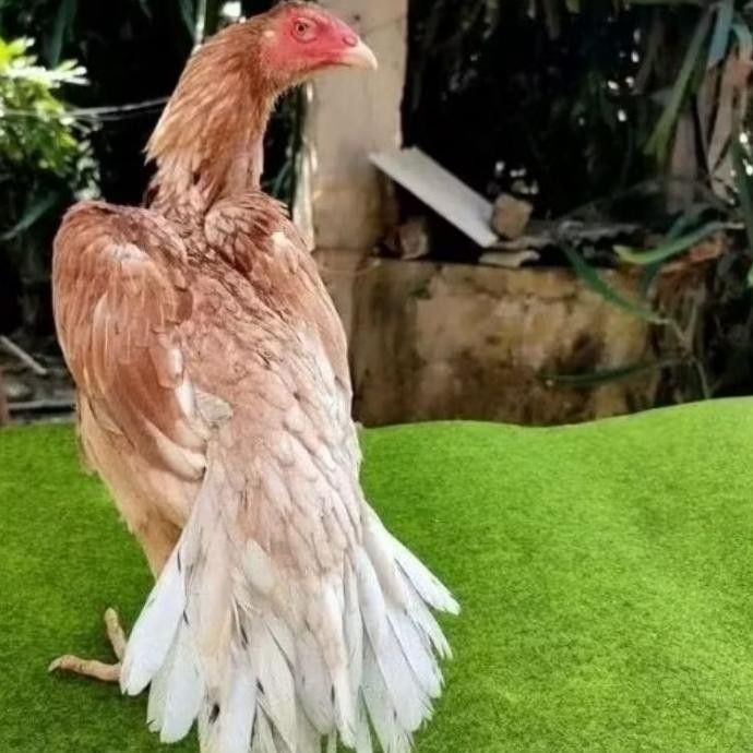 

TELUR AYAM EKOR LIDI ORIGINAL BISA UNTUK DI TETASKAN VERTIL